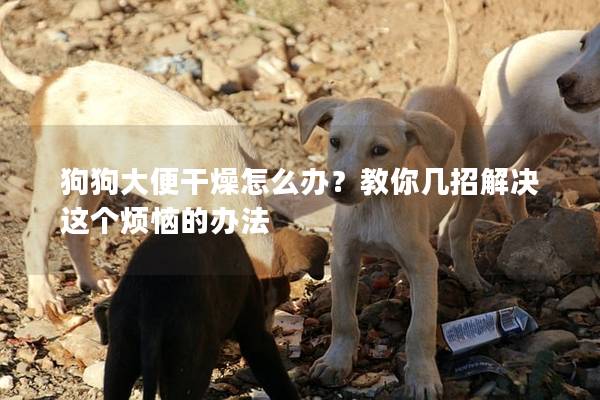 狗狗大便干燥怎么辦？教你幾招解決這個煩惱的辦法