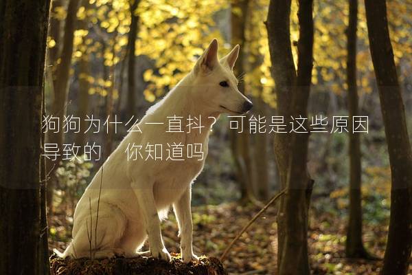 狗狗為什么一直抖？可能是這些原因?qū)е碌模阒绬?></em><p>狗狗為什么一直抖？可能是這些原因?qū)е碌模阒绬?/p><span>2025-05-08</span></a></li><li><a title=