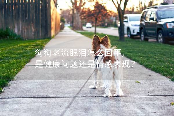 狗狗老流眼淚怎么回事, 是健康問題還是情感表現？