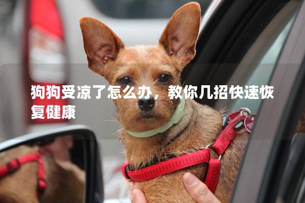 狗狗受涼了怎么辦，教你幾招快速恢復健康