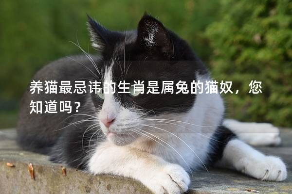 養(yǎng)貓最忌諱的生肖是屬兔的貓奴,您知道嗎? 養(yǎng)貓最忌諱的生肖是屬兔的貓奴,您知道嗎?