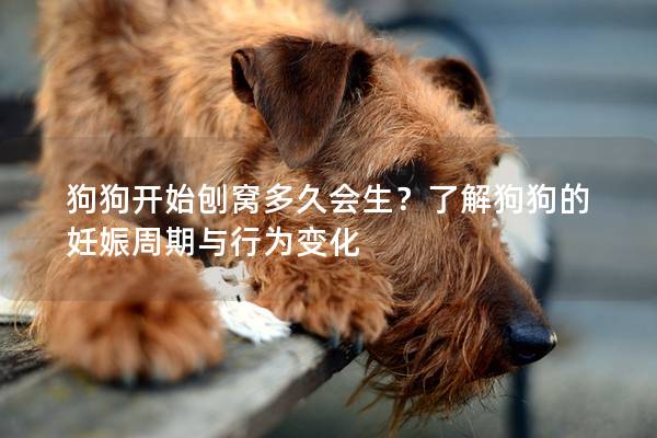 狗狗開始刨窩多久會(huì)生？了解狗狗的妊娠周期與行為變化