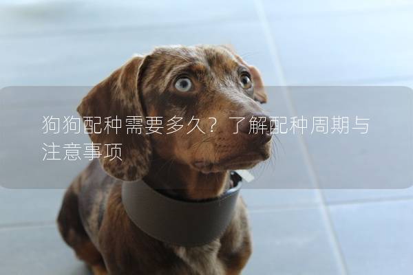 狗狗配種需要多久？了解配種周期與注意事項
