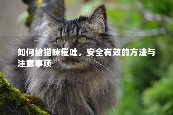 如何給貓咪催吐，安全有效的方法與注意事項