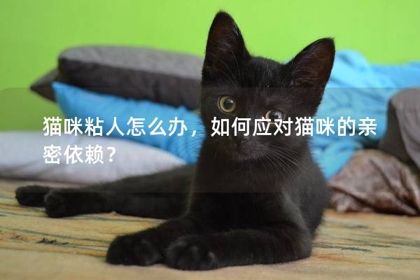 貓咪粘人怎么辦，如何應對貓咪的親密依賴？