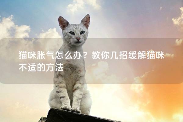 貓咪脹氣怎么辦？教你幾招緩解貓咪不適的方法