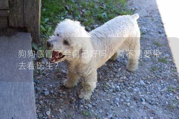 狗狗感冒了會自己好嗎,需不需要帶去看醫生? 狗狗感冒了會自己好嗎,需不需要帶去看醫生?