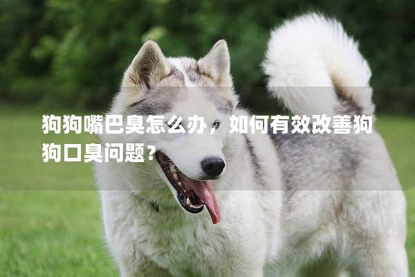 狗狗嘴巴臭怎么辦,如何有效改善狗狗口臭問題? 狗狗嘴巴臭怎么辦,如何有效改善狗狗口臭問題?