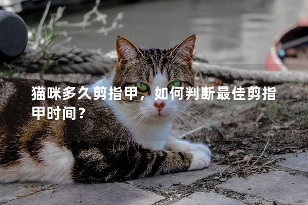 貓咪多久剪指甲，如何判斷最佳剪指甲時間？