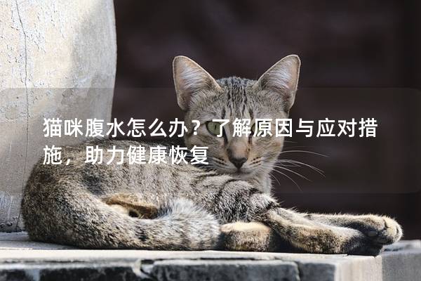 貓咪腹水怎么辦？了解原因與應(yīng)對(duì)措施，助力健康恢復(fù)