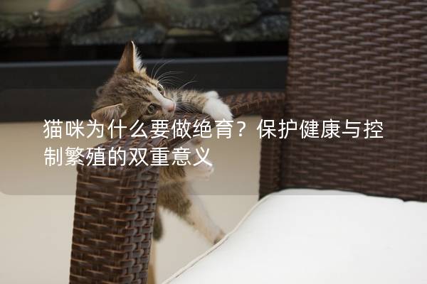 貓咪為什么要做絕育？保護健康與控制繁殖的雙重意義