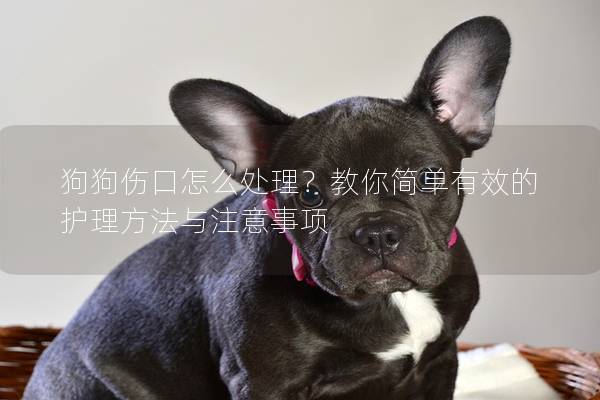狗狗傷口怎么處理？教你簡單有效的護(hù)理方法與注意事項(xiàng)