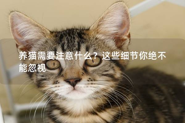 養(yǎng)貓需要注意什么?這些細(xì)節(jié)你絕不能忽視 養(yǎng)貓需要注意什么?這些細(xì)節(jié)你絕不能忽視