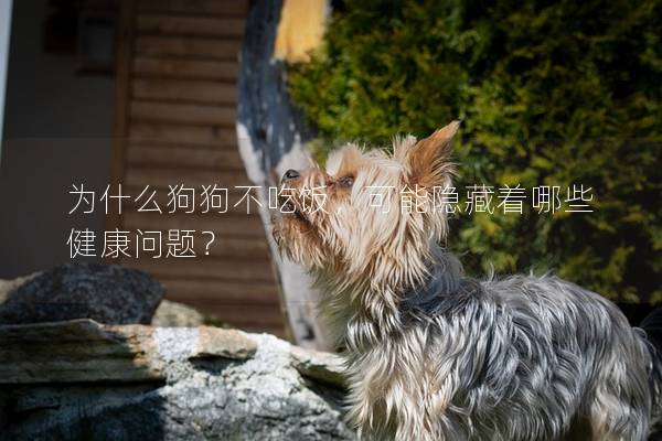 為什么狗狗不吃飯，可能隱藏著哪些健康問(wèn)題？