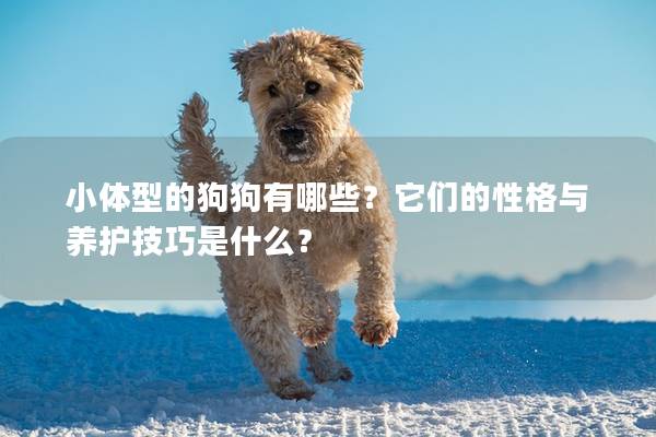 小體型的狗狗有哪些？它們的性格與養護技巧是什么？