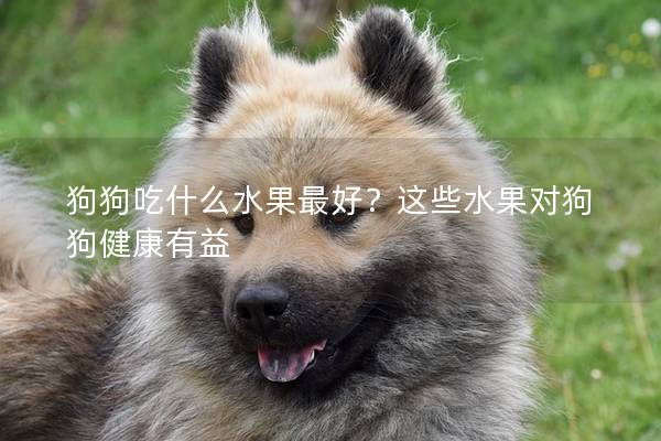 狗狗吃什么水果最好？這些水果對(duì)狗狗健康有益
