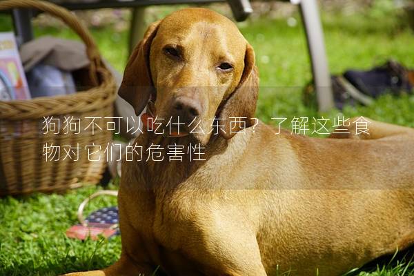 狗狗不可以吃什么東西？了解這些食物對它們的危害性