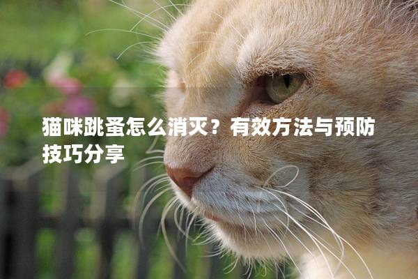 貓咪跳蚤怎么消滅？有效方法與預防技巧分享