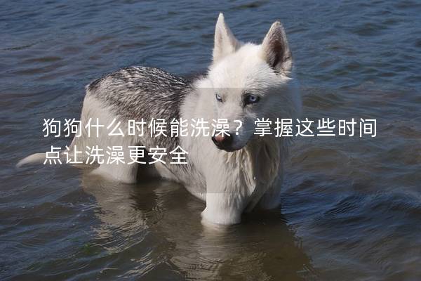 狗狗什么時候能洗澡？掌握這些時間點讓洗澡更安全