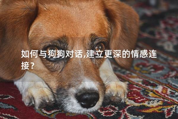如何與狗狗對話,建立更深的情感連接? 如何與狗狗對話,建立更深的情感連接?