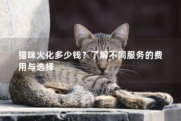 貓咪火化多少錢？了解不同服務(wù)的費(fèi)用與選擇