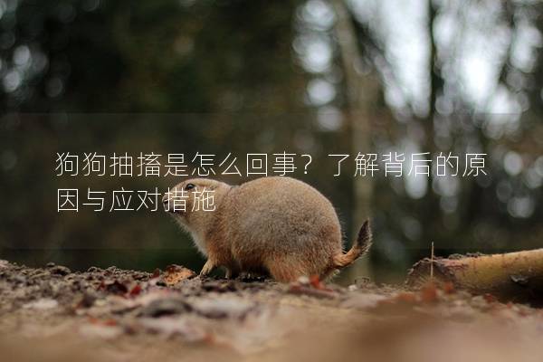 狗狗抽搐是怎么回事？了解背后的原因與應對措施