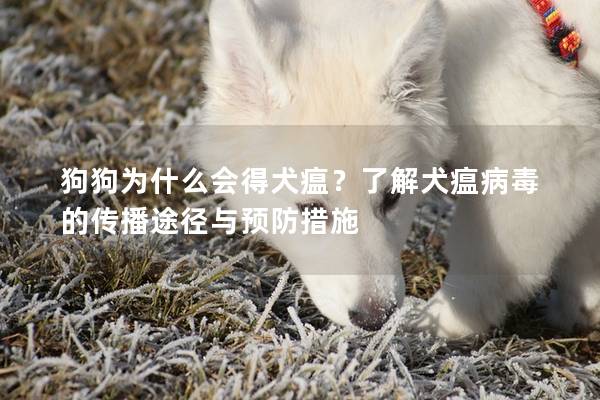狗狗為什么會得犬瘟?了解犬瘟病毒的傳播途徑與預防措施 狗狗為什么會得犬瘟?了解犬瘟病毒的傳播途徑與預防措施