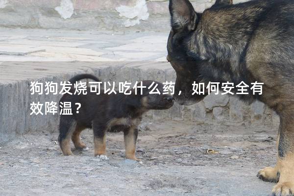 狗狗發燒可以吃什么藥，如何安全有效降溫？