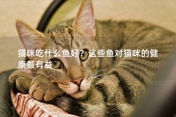 貓咪吃什么魚好？這些魚對貓咪的健康最有益