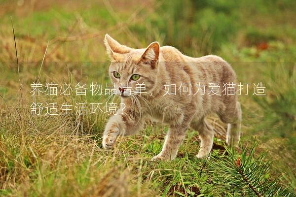 養貓必備物品清單，如何為愛貓打造舒適生活環境？