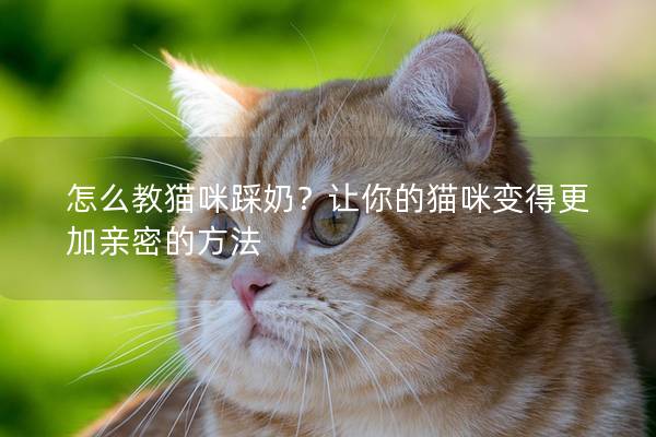 怎么教貓咪踩奶？讓你的貓咪變得更加親密的方法