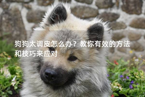 狗狗太調皮怎么辦？教你有效的方法和技巧來應對