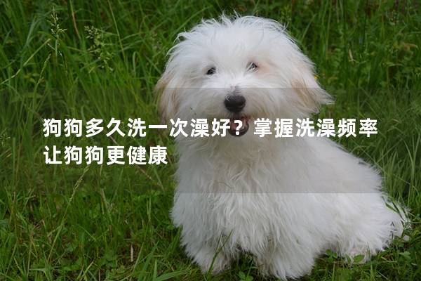 狗狗多久洗一次澡好？掌握洗澡頻率讓狗狗更健康