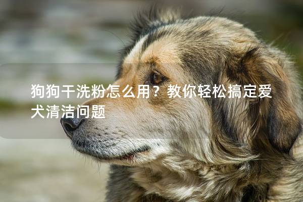 狗狗干洗粉怎么用？教你輕松搞定愛犬清潔問題