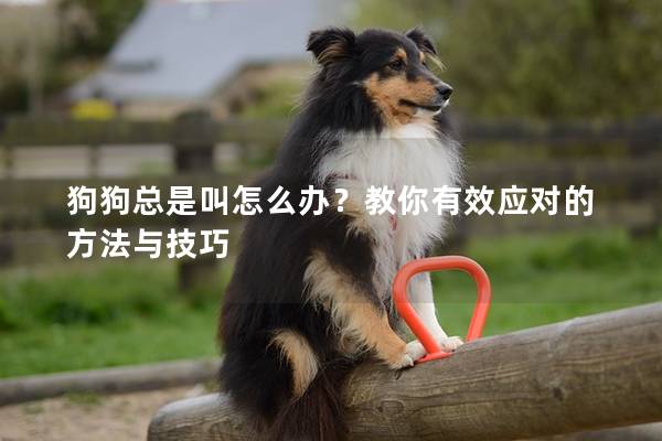 狗狗總是叫怎么辦？教你有效應對的方法與技巧