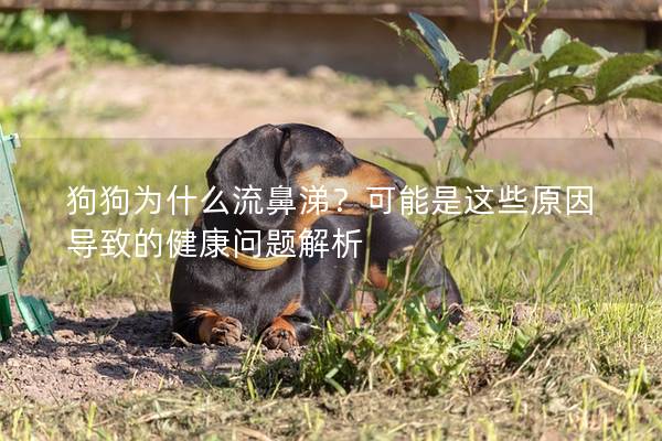 狗狗為什么流鼻涕？可能是這些原因導致的健康問題解析