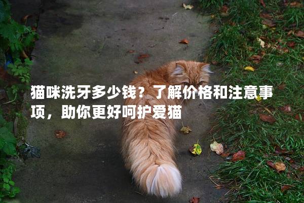 貓咪洗牙多少錢？了解價格和注意事項，助你更好呵護愛貓