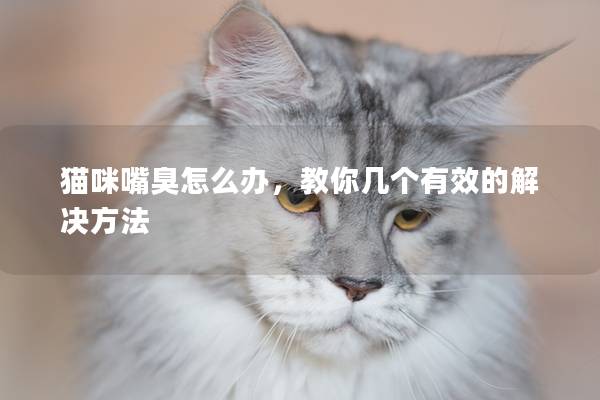 貓咪嘴臭怎么辦，教你幾個(gè)有效的解決方法