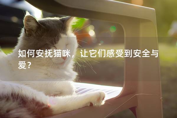 如何安撫貓咪，讓它們感受到安全與愛？