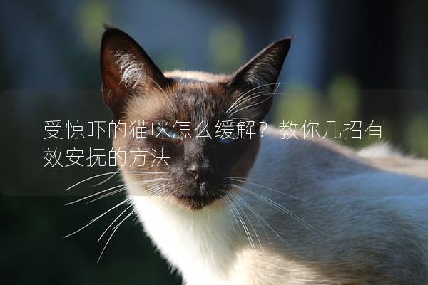 受驚嚇的貓咪怎么緩解？教你幾招有效安撫的方法
