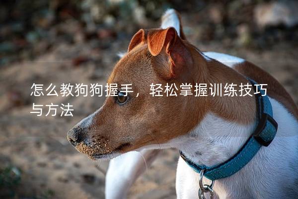 怎么教狗狗握手，輕松掌握訓練技巧與方法