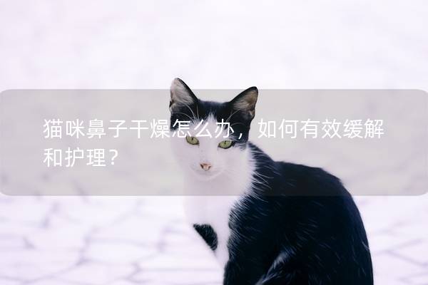 貓咪鼻子干燥怎么辦，如何有效緩解和護理？