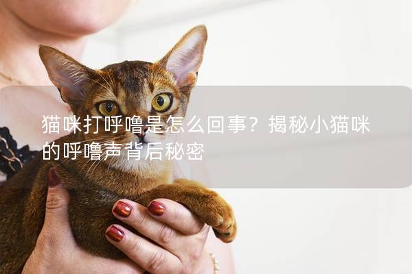 貓咪打呼嚕是怎么回事？揭秘小貓咪的呼嚕聲背后秘密