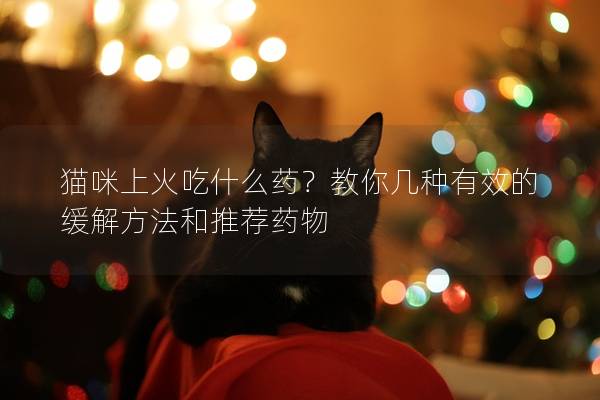 貓咪上火吃什么藥？教你幾種有效的緩解方法和推薦藥物