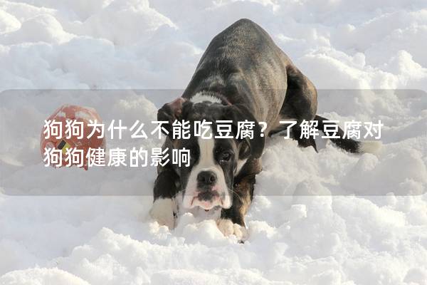 狗狗為什么不能吃豆腐？了解豆腐對狗狗健康的影響