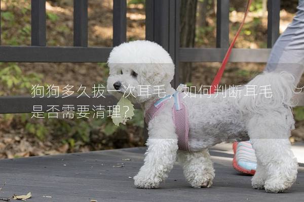 狗狗多久拔一次耳毛，如何判斷耳毛是否需要清理？