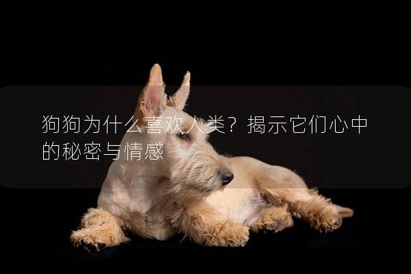 狗狗為什么喜歡人類？揭示它們心中的秘密與情感