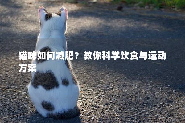 貓咪如何減肥？教你科學(xué)飲食與運(yùn)動(dòng)方案