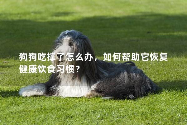 狗狗吃撐了怎么辦，如何幫助它恢復健康飲食習慣？