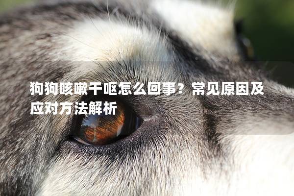 狗狗咳嗽干嘔怎么回事？常見原因及應對方法解析